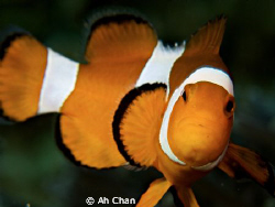 use canon G9. by Ah Chan 